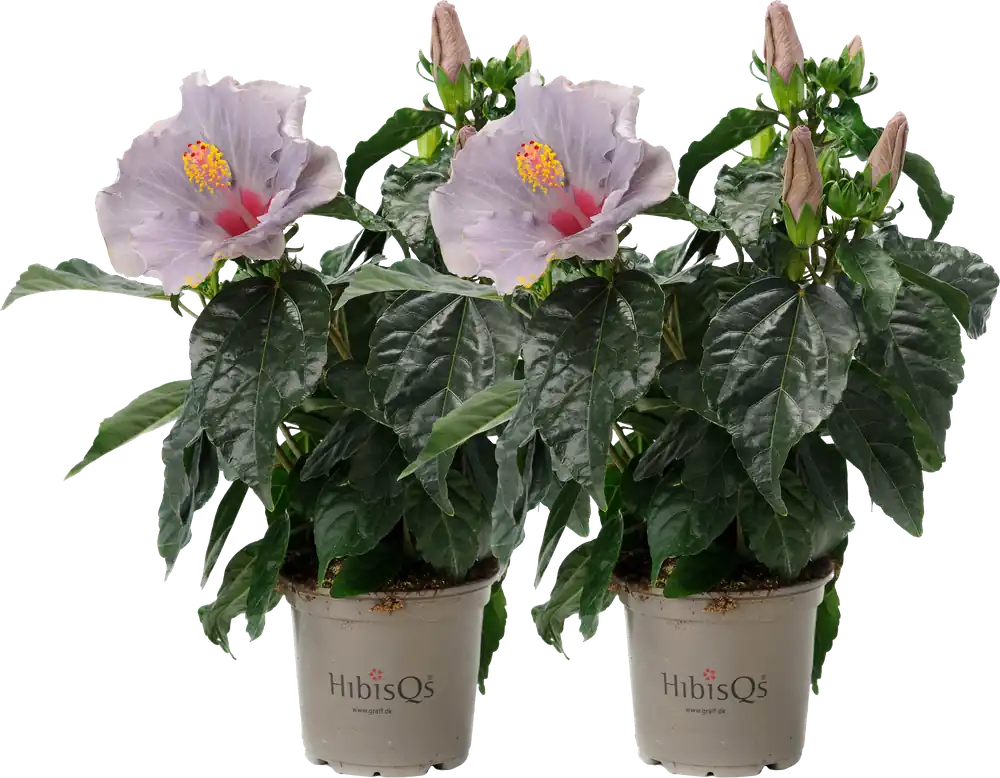 bloomling Kamer Hibiscus ‘Cato‘ Lavendelblauw HibisQS® - Set van 2 | Veilige betaling