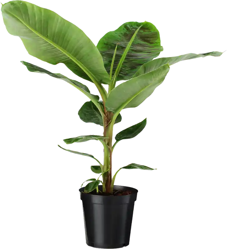 Trending - bloomling Bananenplant, Hoogte ca. 80-90cm