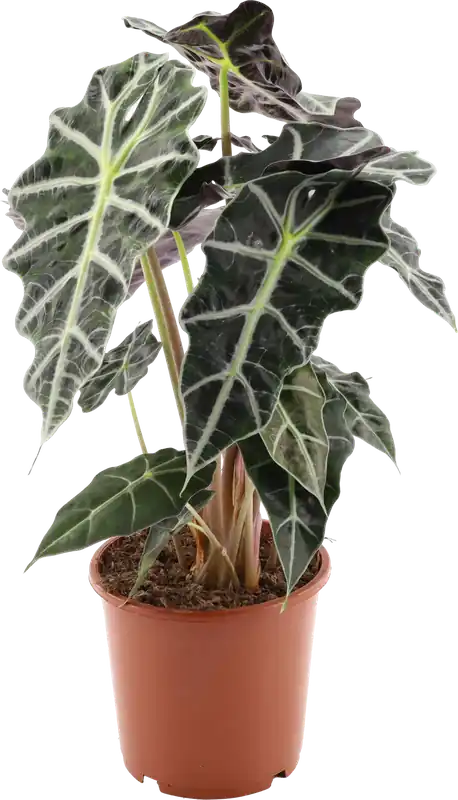 Topproduct | bloomling Alocasia ‘Polly‘, Hoogte ca. 50cm