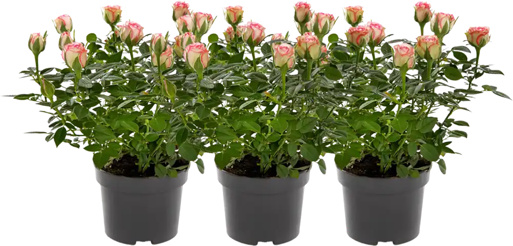 bloomling Roos - Set van 3, Crème met roze rand | Direct bestellen