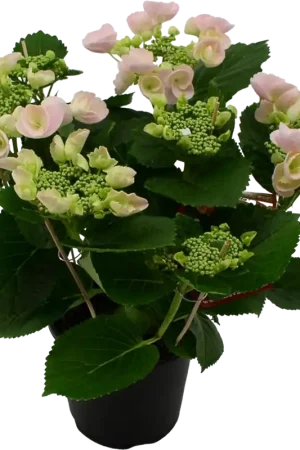 Aanrader | bloomling Hortensia Hovaria® ‘Hobella Rosa‘