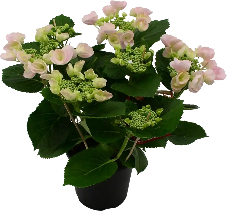 Aanrader | bloomling Hortensia Hovaria® ‘Hobella Rosa‘