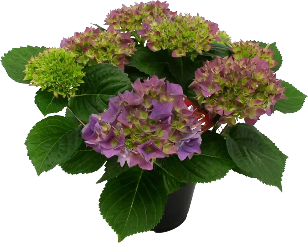 Eenvoudig retourneren | bloomling Hortensia Hovaria® ‘Hobergine‘