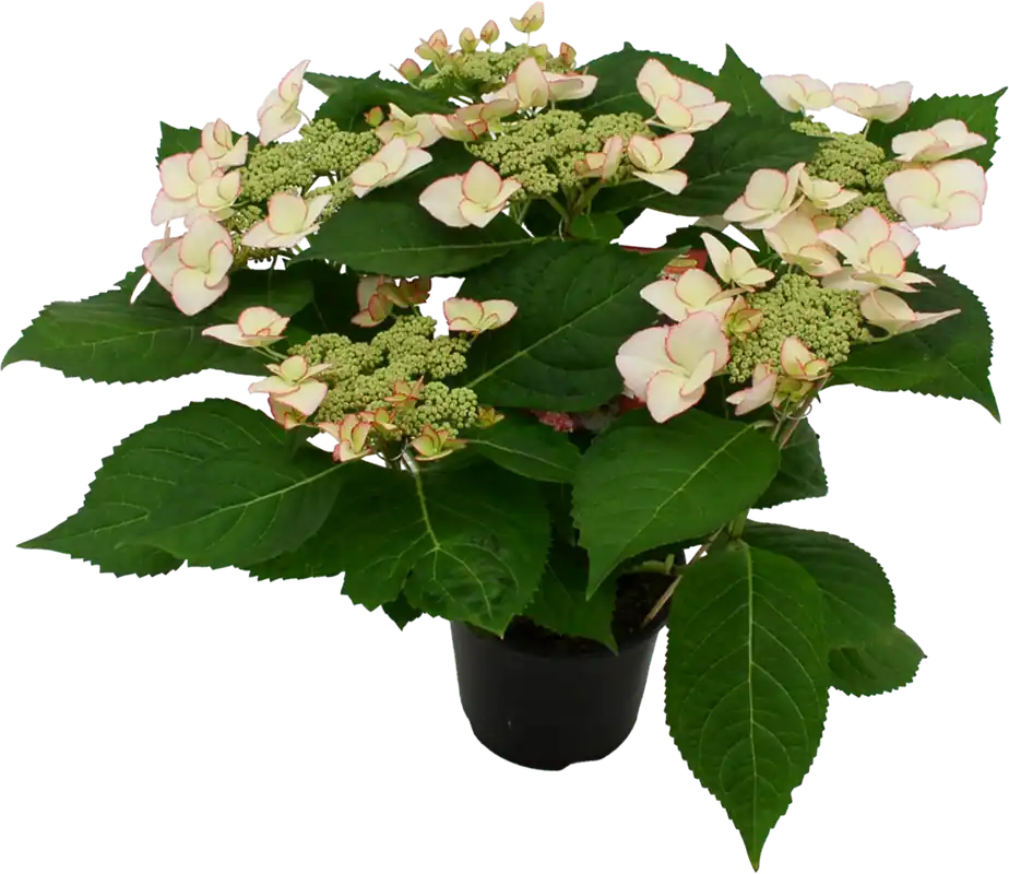 Nieuw binnengekomen | bloomling Hortensia Hovaria® ‘Love You Kiss‘