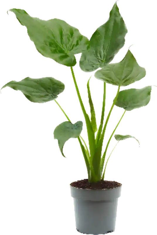 Net toegevoegd - bloomling Olifantsoor - Pijlblad ‘Cucullata‘, Hoogte ca. 65cm