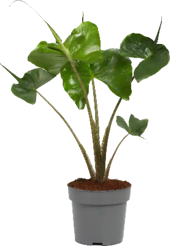 Meest verkocht - bloomling Olifantsoor - Pijlblad ‘Stingray‘, Hoogte ca. 65cm