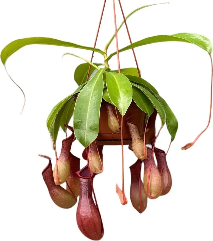 bloomling Bekerplant in Hangende Bloempot, 8-12 Bekers - Fabrieksprijs