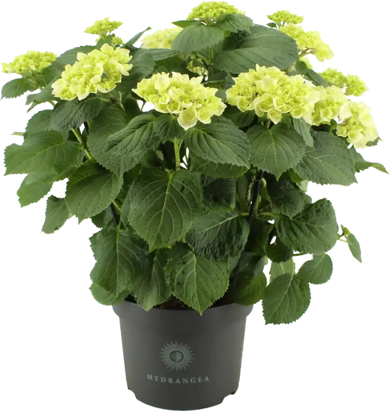 Voordeelprijs | bloomling Hortensia ‘Wit‘ Struik - Hoogte ca. 45cm