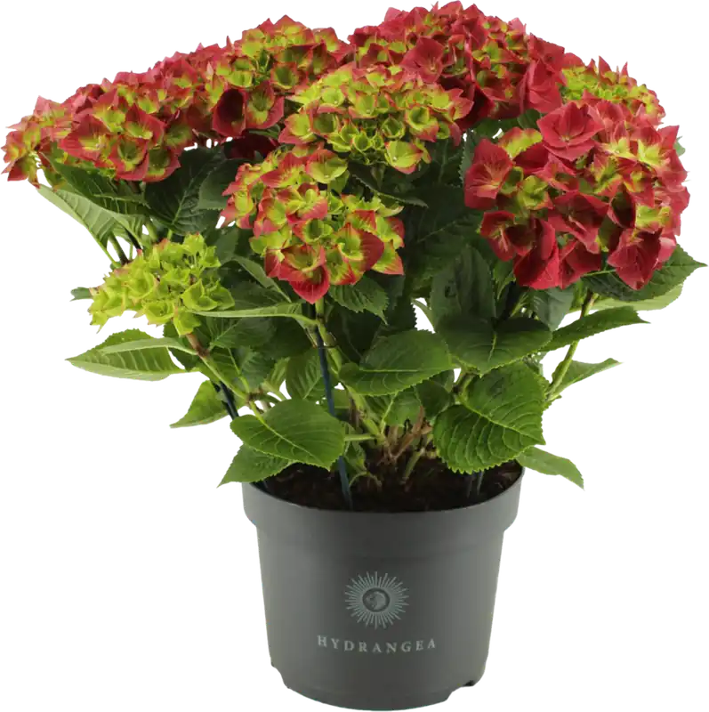 Topkwaliteit - bloomling Hortensia ‘Leuchtfeuer‘ Struik - Hoogte ca. 50cm