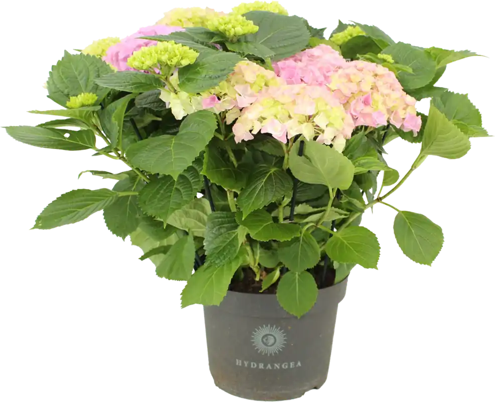 Scherpe prijs - bloomling Hortensia ‘Early Rosa‘ Struik - Hoogte ca. 50cm