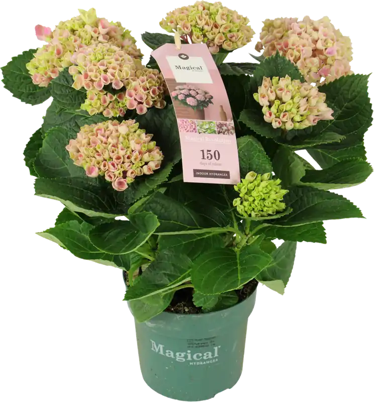 bloomling Hortensia ‘Magical Revolution®‘ Roze, Hoogte ca. 35cm | Speciale aanbieding
