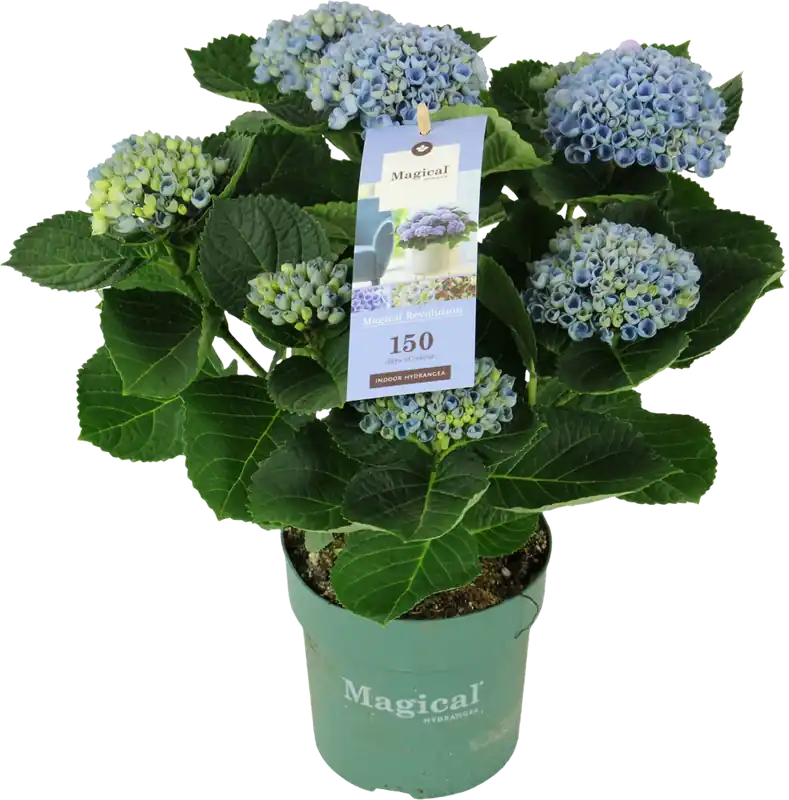 bloomling Hortensia ‘Magical Revolution®‘ Blauw - Hoogte ca. 35cm | Populair