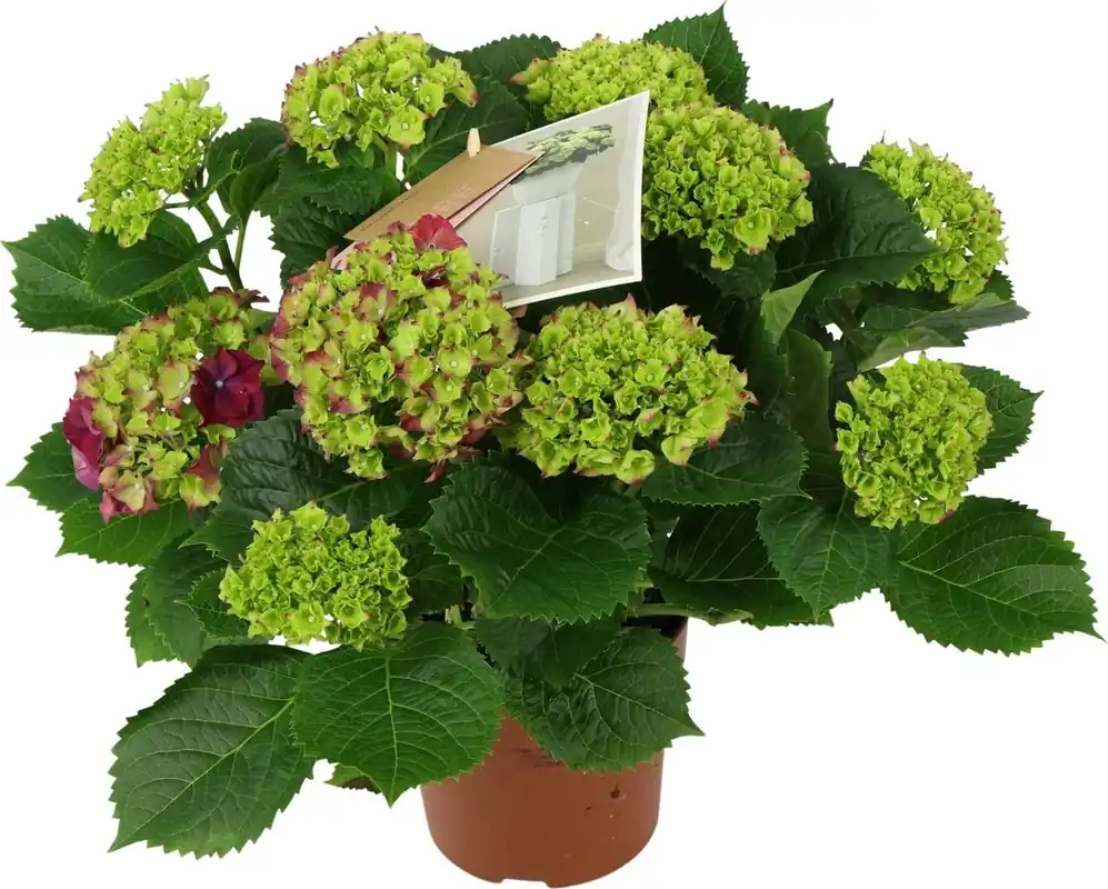 Nog maar enkele beschikbaar | bloomling Hortensia ‘Hi Fire‘ Paars - Hoogte ca. 40cm