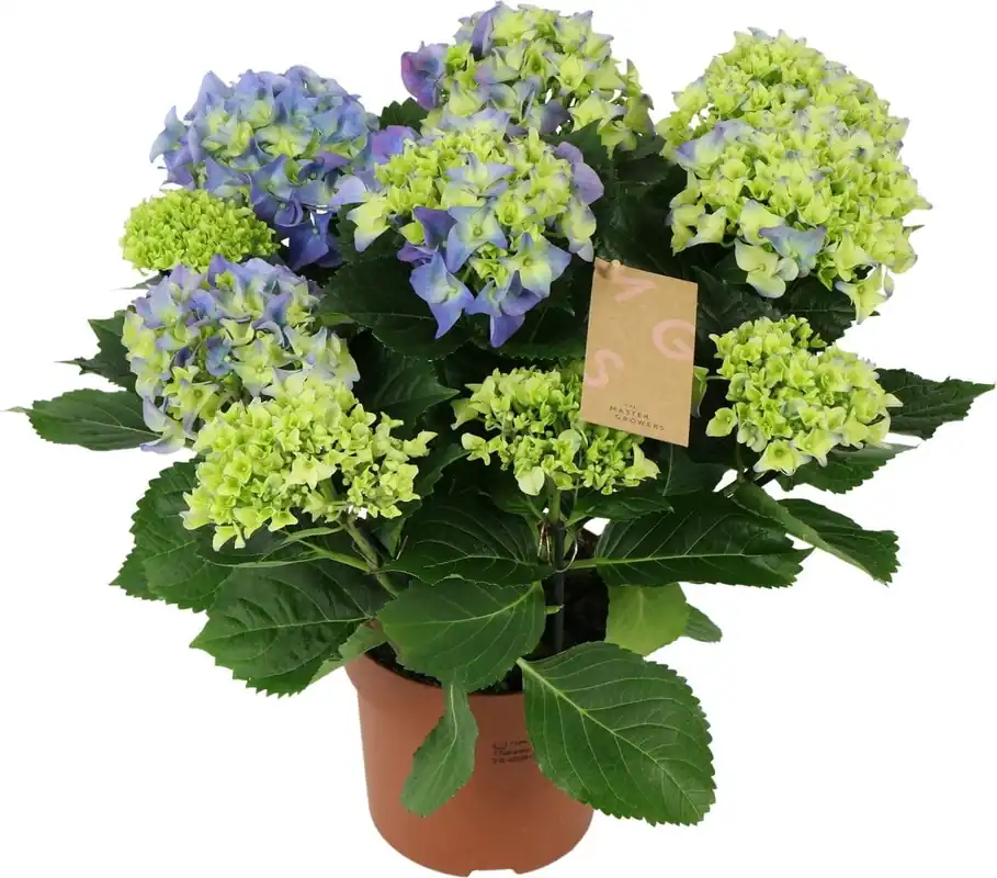 bloomling Hortensia ‘Early Blue‘ - Hoogte ca. 40cm - Hoge kwaliteit