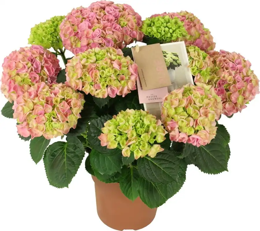 Premiumkwaliteit - bloomling Hortensia ‘Early Rosa‘ - Hoogte ca. 40cm