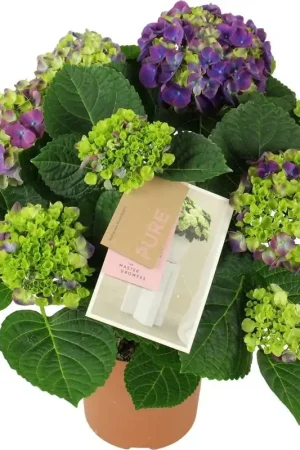 Zojuist toegevoegd - bloomling Hortensia ‘Ningbo‘ Paars - Hoogte ca. 40cm