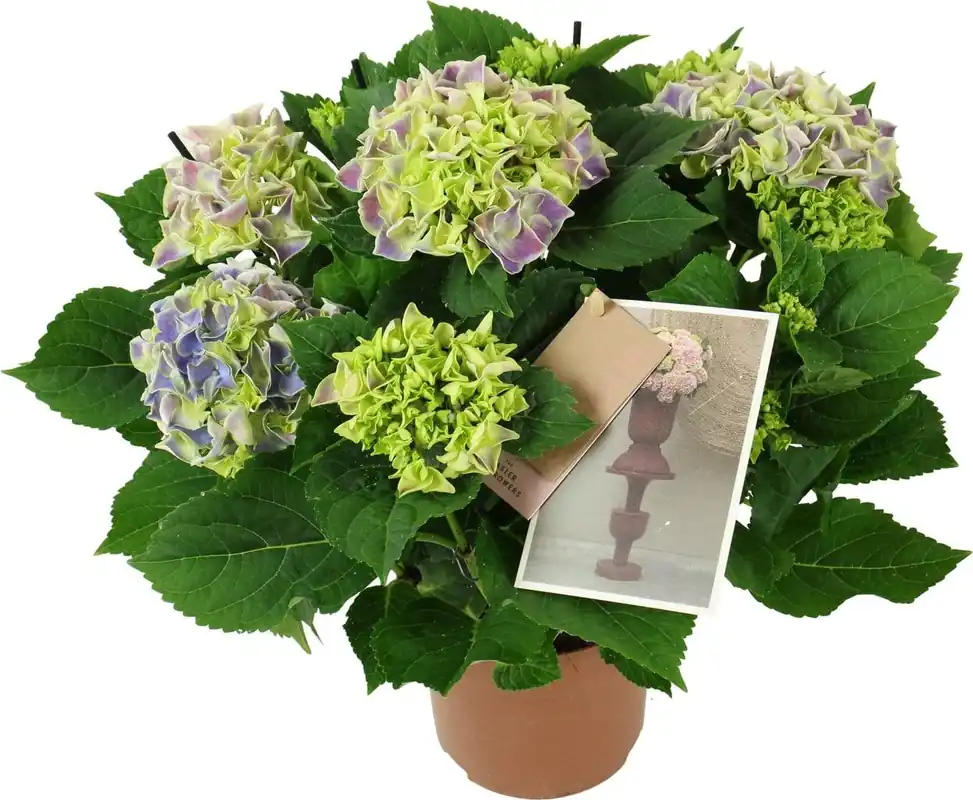 bloomling Hortensia ‘Tivoli Blue‘ - Blauw/Wit - Hoogte ca. 40cm - Voordeelprijs