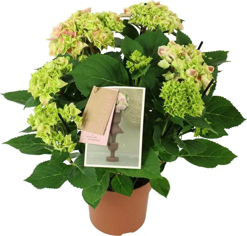 Trending - bloomling Hortensia ‘Tivoli Pink‘ - Roze/Wit - Hoogte ca. 40cm