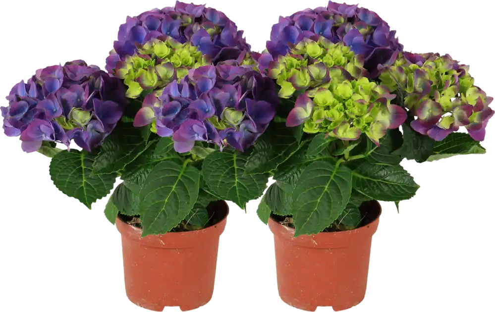Scherp geprijsd | bloomling Hortensia ‘Ningbo Côte D‘Azur‘ - Set van 2