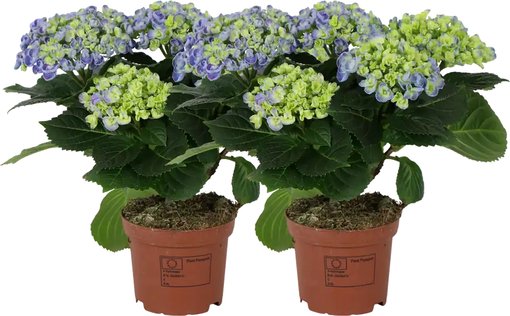 Voordelig | bloomling Hortensia ‘Curly Wurly®‘ Blauw - Set van 2