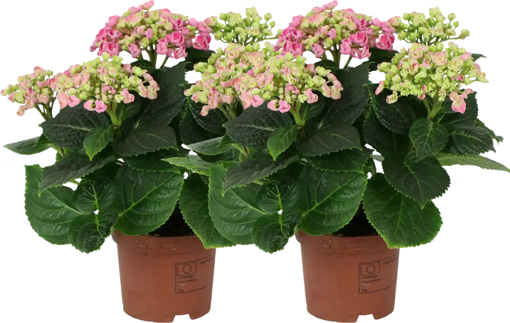 Nieuw binnen | bloomling Hortensia ‘Curly Wurly®‘ Roze - Set van 2