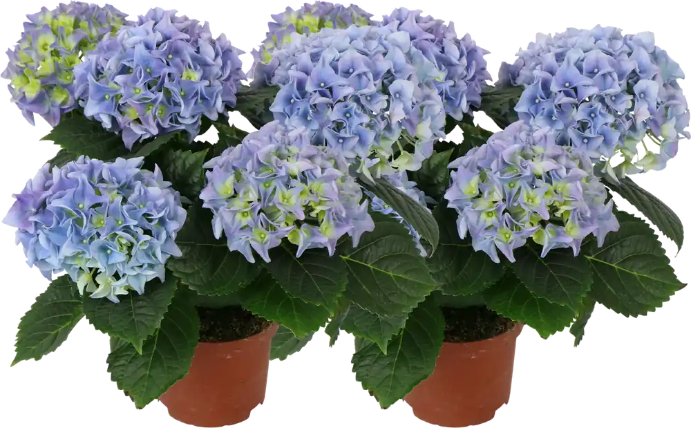 Spoedlevering | bloomling Hortensia - 3 Bloemdolden - Set van 2, Blauw