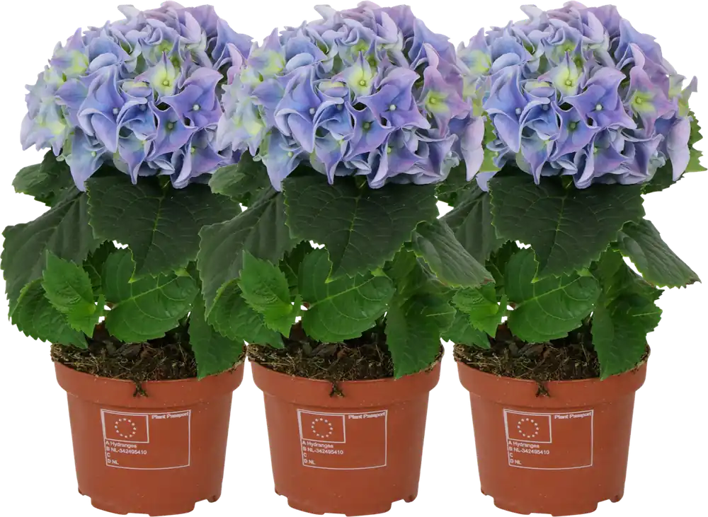 bloomling Hortensia ‘Early Blue‘, 1-Scheut - Set van 3 | Bestel vandaag
