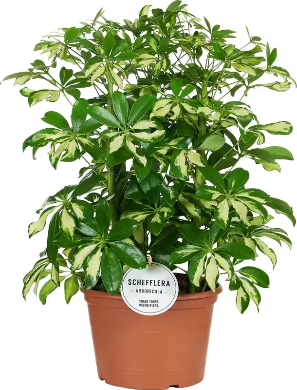 bloomling Vingersboom ‘Gerda‘, Hoogte ca. 50cm | Vanaf nu beschikbaar