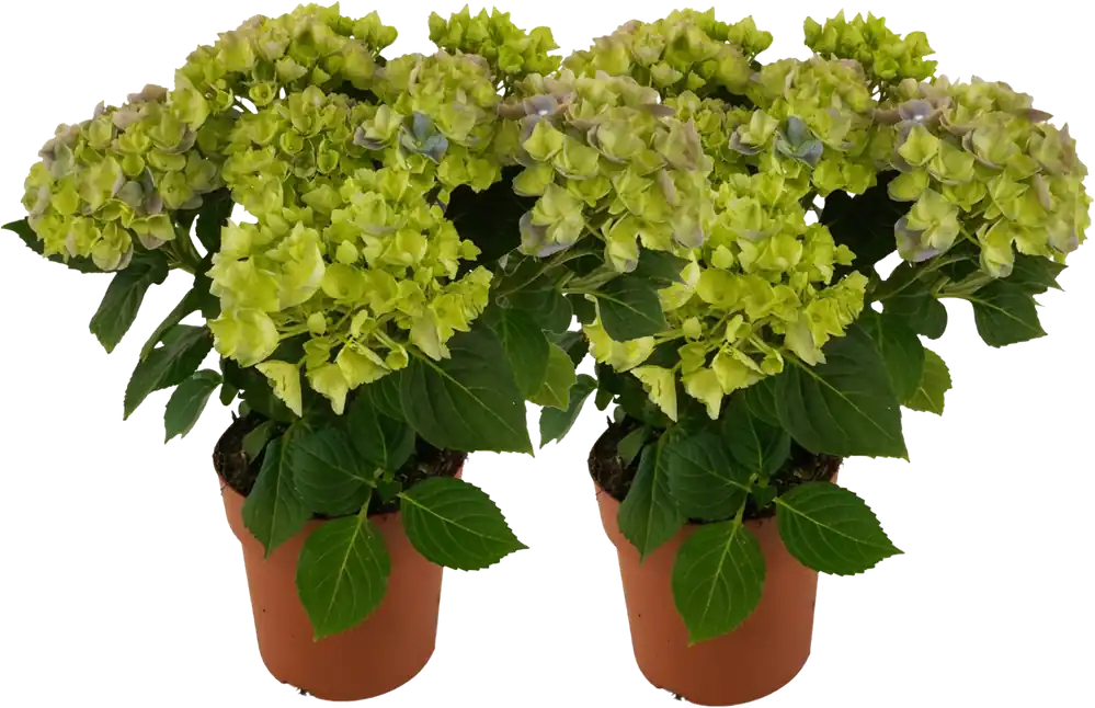 Extra voordeel | bloomling Hortensia 5+ Bloemdolden - Set van 2, Wit