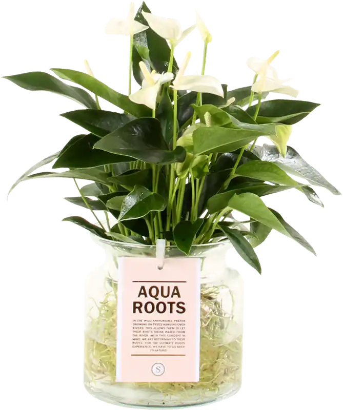 Gratis retourneren | bloomling Flamingoplant in Glazen Vaas, Ø 12 cm, Wit