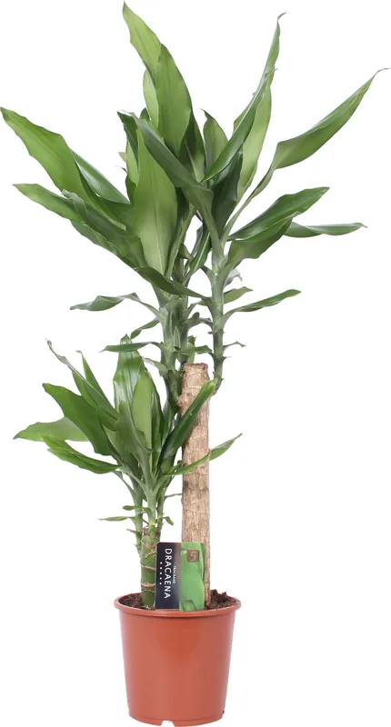 bloomling Geurende Drakenbloedboom ‘Steudneri‘, Hoogte ca. 75cm - Spoedlevering