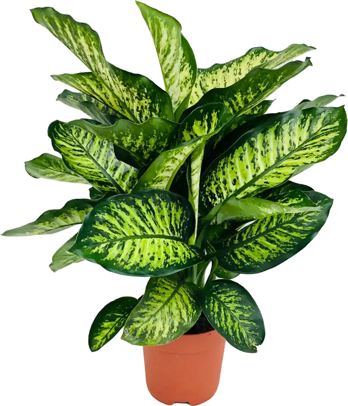 Scherp geprijsd | bloomling Dieffenbachia ‘Maroba‘, Hoogte ca. 80cm