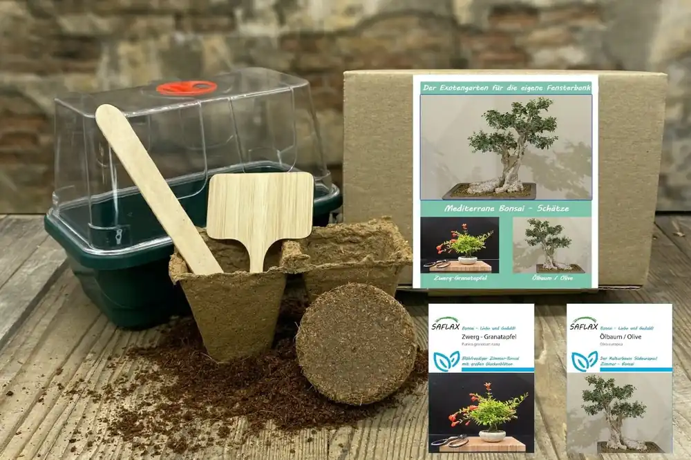 Saflax Kweekset "Mediterrane Bonsai Schätze" - Alleen deze week