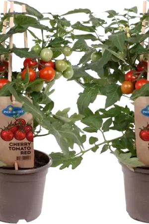 Beste prijs | bloomling Snacktomatenplanten ‘Snacker‘ - Set van 2