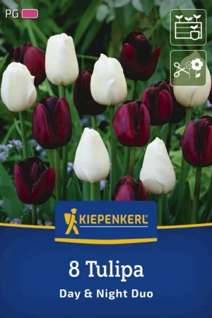 Favoriet van klanten - Kiepenkerl Tulpen Mix Day & Night, 8 stuks