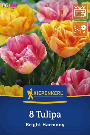 Direct leverbaar | Kiepenkerl Tulpen Mix Bright Harmony, 8 stuks