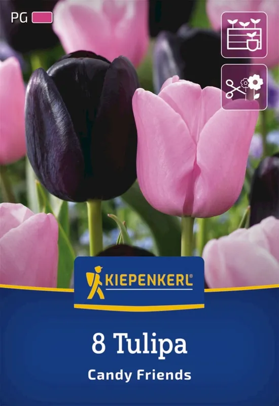 Kiepenkerl Tulpen Mix Candy Friends, 8 stuks | Uitverkoop