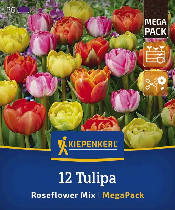 Kiepenkerl Mega-Pack Gevulde Late Rozentulpen Mix, 12 stuks - Speciale deal