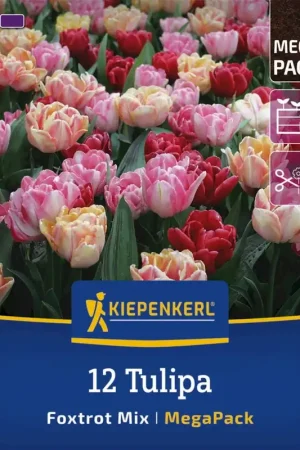 Veel gekozen | Kiepenkerl Mega-Pack Gevulde Vroege Tulpen Foxtrot Mix, 12 stuks