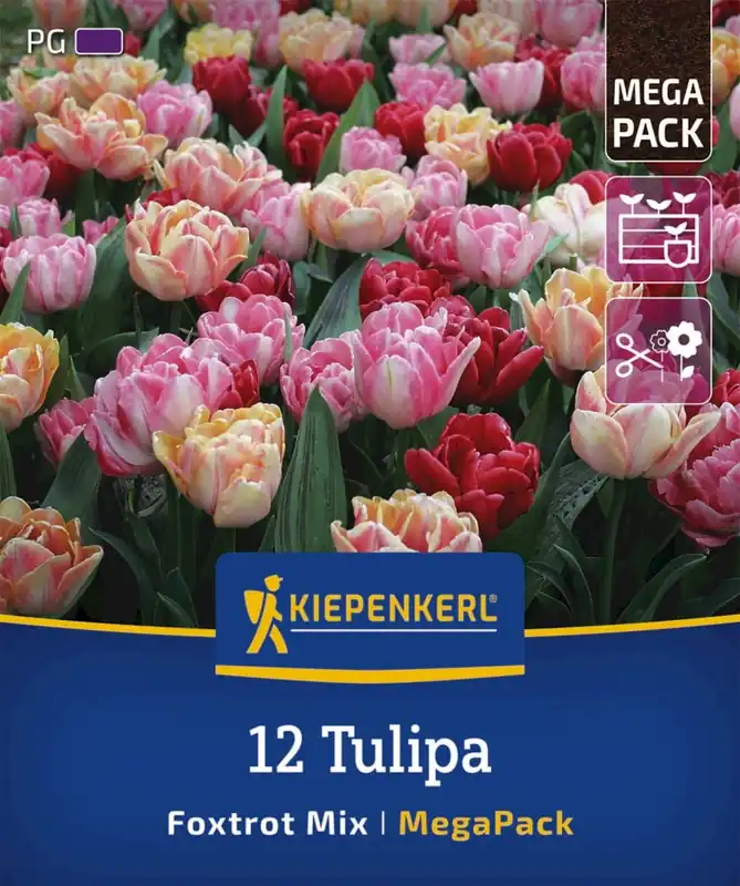 Veel gekozen | Kiepenkerl Mega-Pack Gevulde Vroege Tulpen Foxtrot Mix, 12 stuks