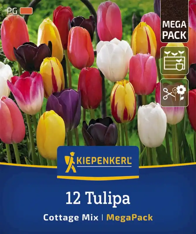 Kiepenkerl Mega-Pack Late Tulpen Cottage Mix, 12 stuks - Nieuw gelanceerd