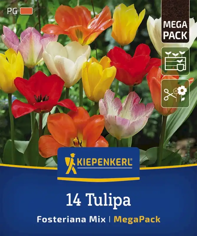 Prijsverlaging - Kiepenkerl Mega-Pack Fosteriana Tulpen Mix, 14 stuks