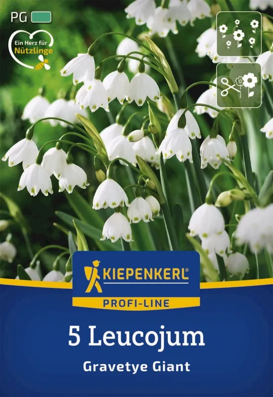 Kiepenkerl Profi-Line Zomerklokje Gravetye Giant, 5 stuks - Nieuw in de shop
