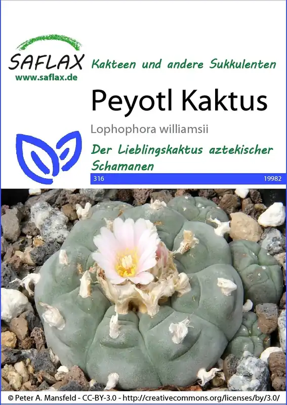 Speciale deal - Saflax Peyotl Cactus