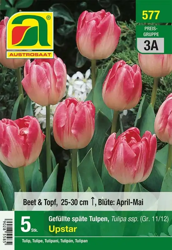 AUSTROSAAT Dubbele Late Tulpen Upstar, 5 Uien - Beste prijs
