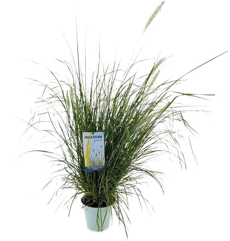 bloomling Lampenpoetsergras ‘Hameln‘ - Tijdelijke aanbieding
