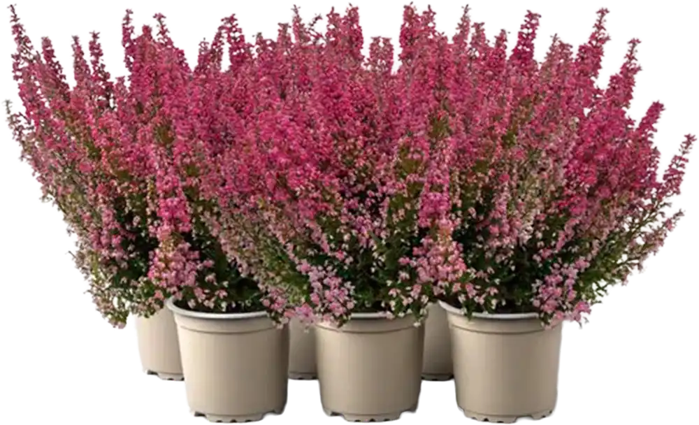 Koopje - bloomling Gewone Dophei ‘Beauty Queens®‘, Set van 6, Rood