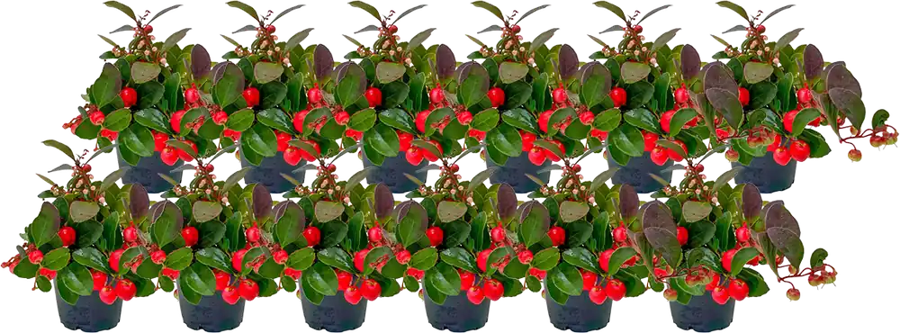 Goed beoordeeld | bloomling Gaultheria Mini - Set van 12