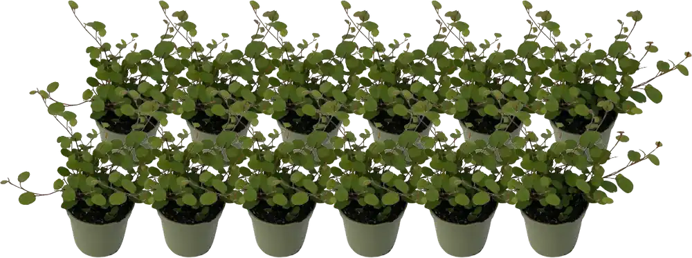 Topprijs - bloomling Muehlenbeckia ‘Mini‘ - Set van 12