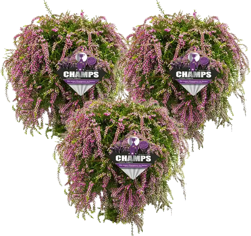 bloomling Struikhei Hangend - Set van 3, Paars - Laatste stuks